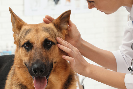 Zwingerhusten beim Hund – Was ist das eigentlich?: Lott